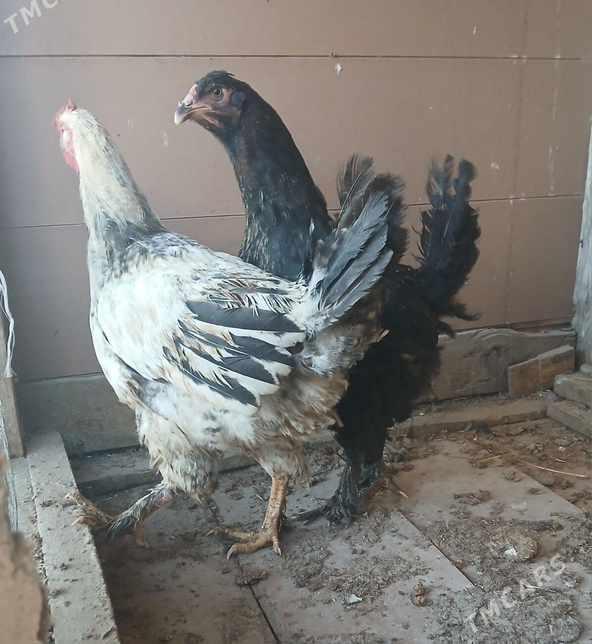 horaz - Büzmeýin - img 2