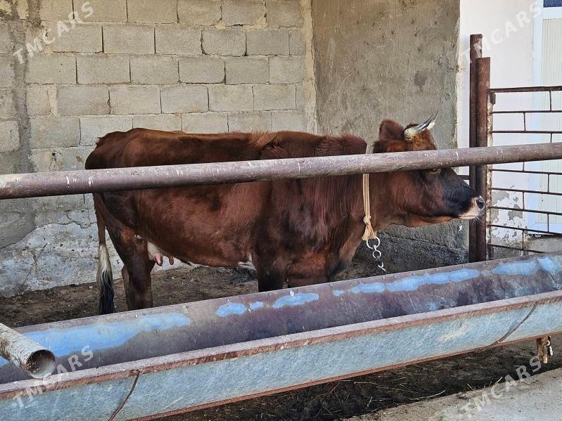 Sagylỳan Tohum Sygyr - Багир - img 3