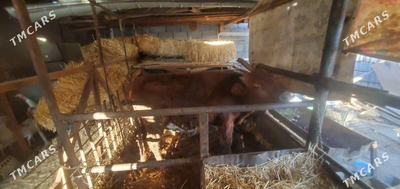 okuz öküz - Ашхабад - img 3