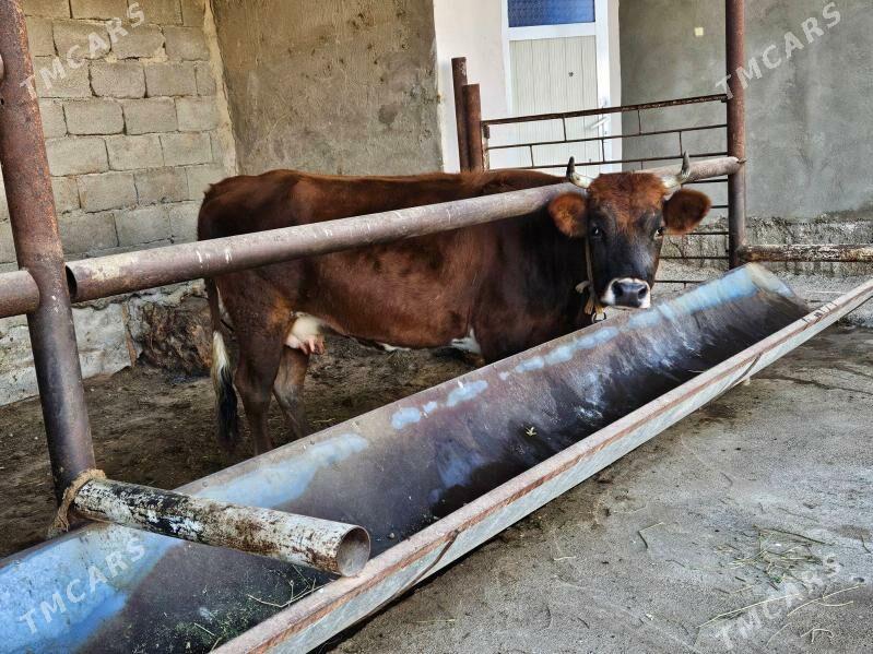 Sagylỳan Tohum Sygyr - Багир - img 4