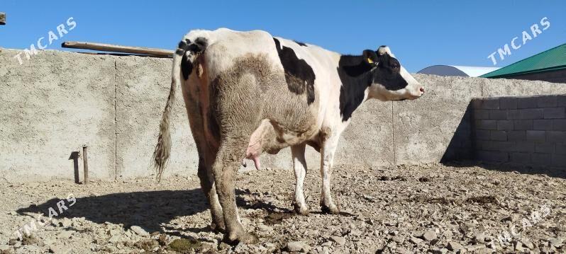 Tohum gölely sygyr - Бахарден - img 9