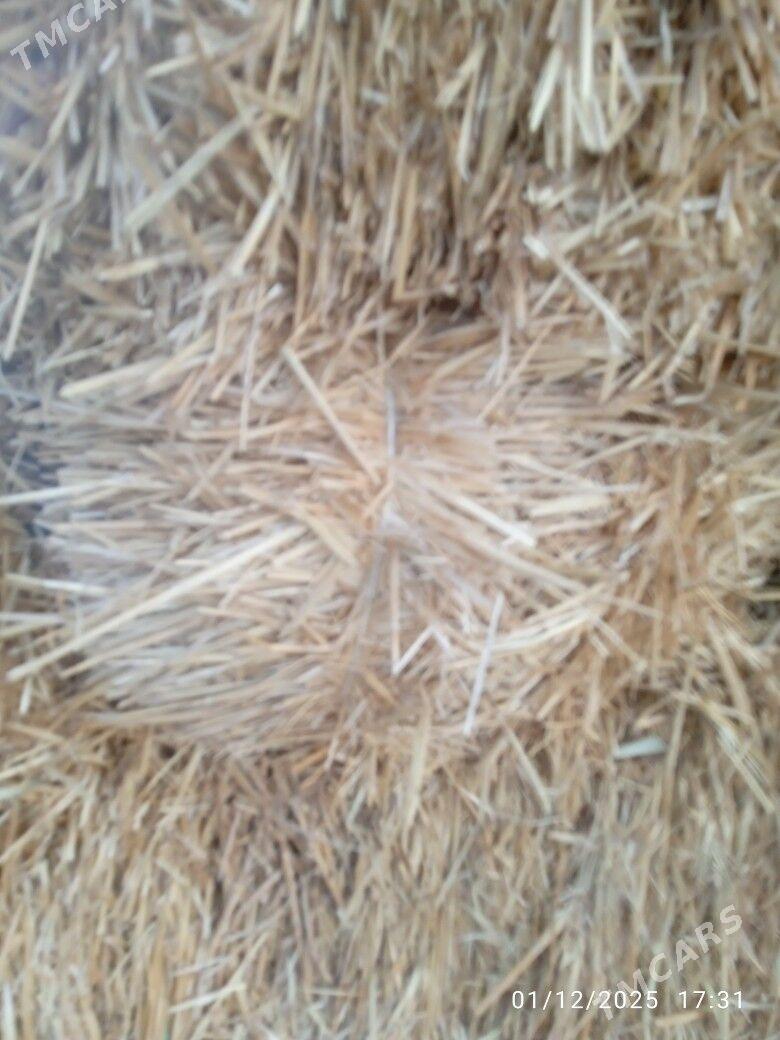 saman - Bäherden - img 1