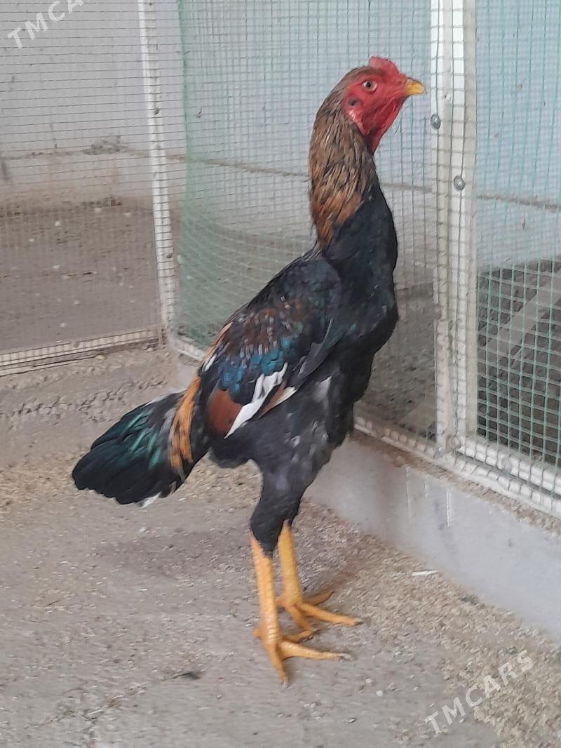 horaz - Mary - img 2