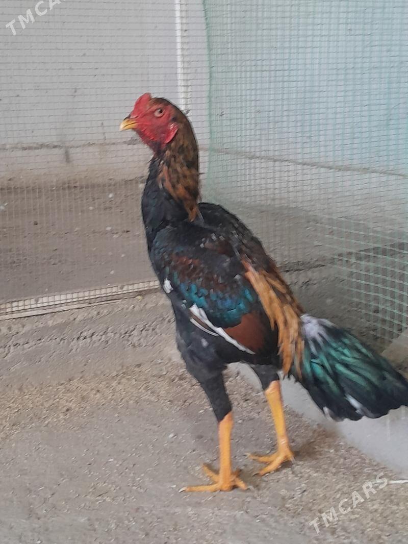 horaz - Mary - img 4