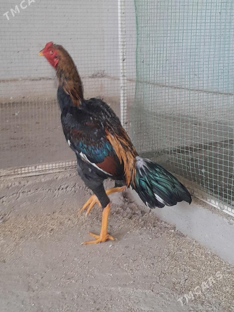 horaz - Mary - img 3