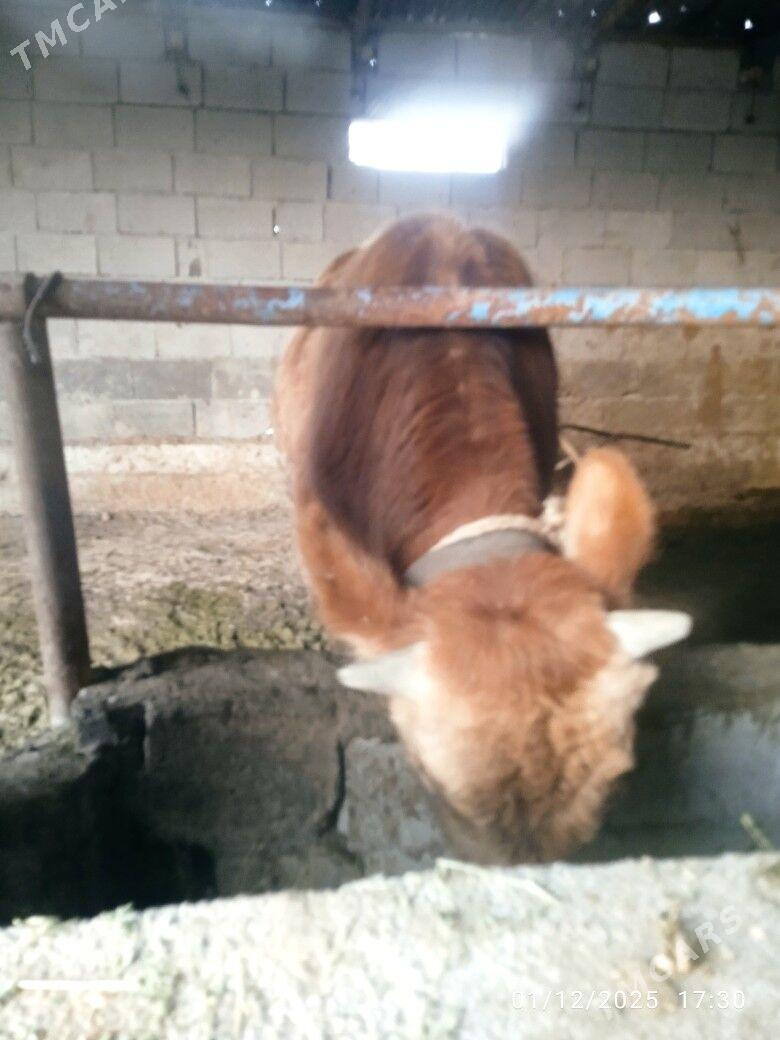 okuz - Bäherden - img 5