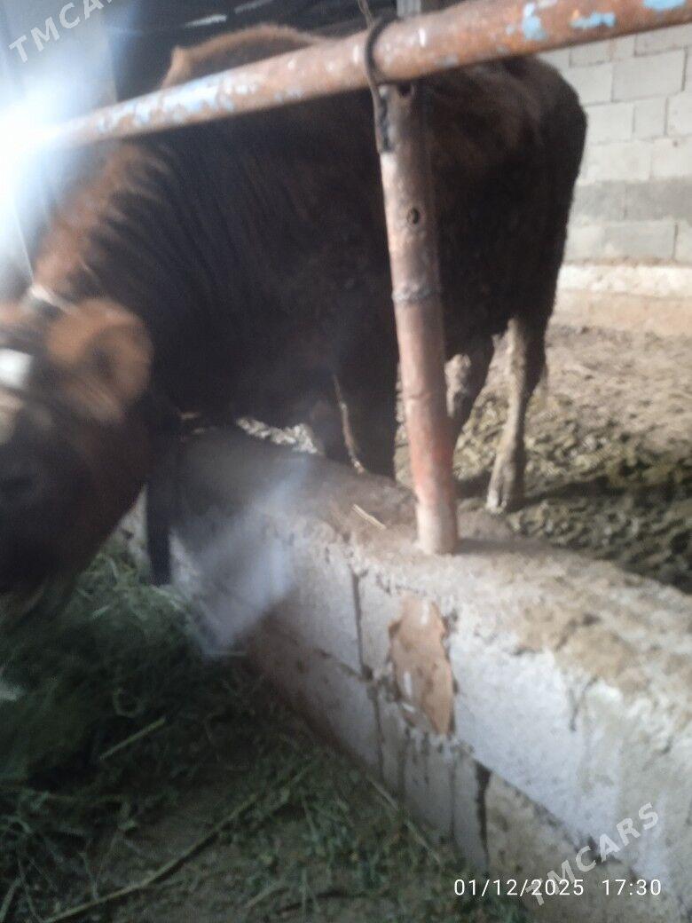 okuz - Bäherden - img 3