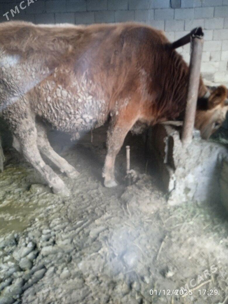 okuz - Bäherden - img 1