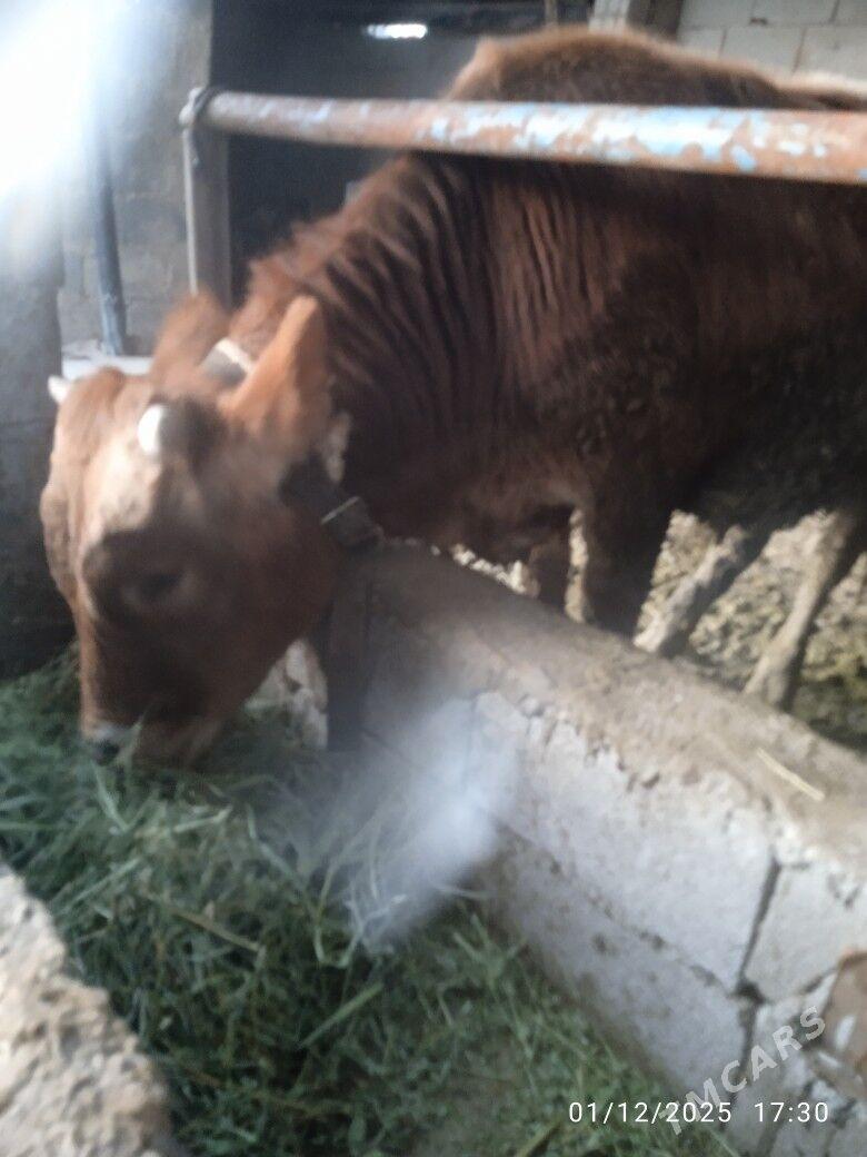 okuz - Bäherden - img 4