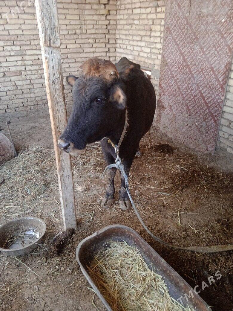 Sygyr goleli - Векильбазар - img 3