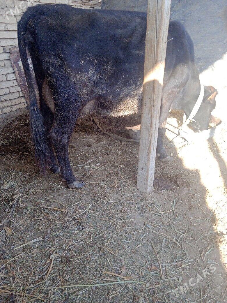 Sygyr goleli - Векильбазар - img 4