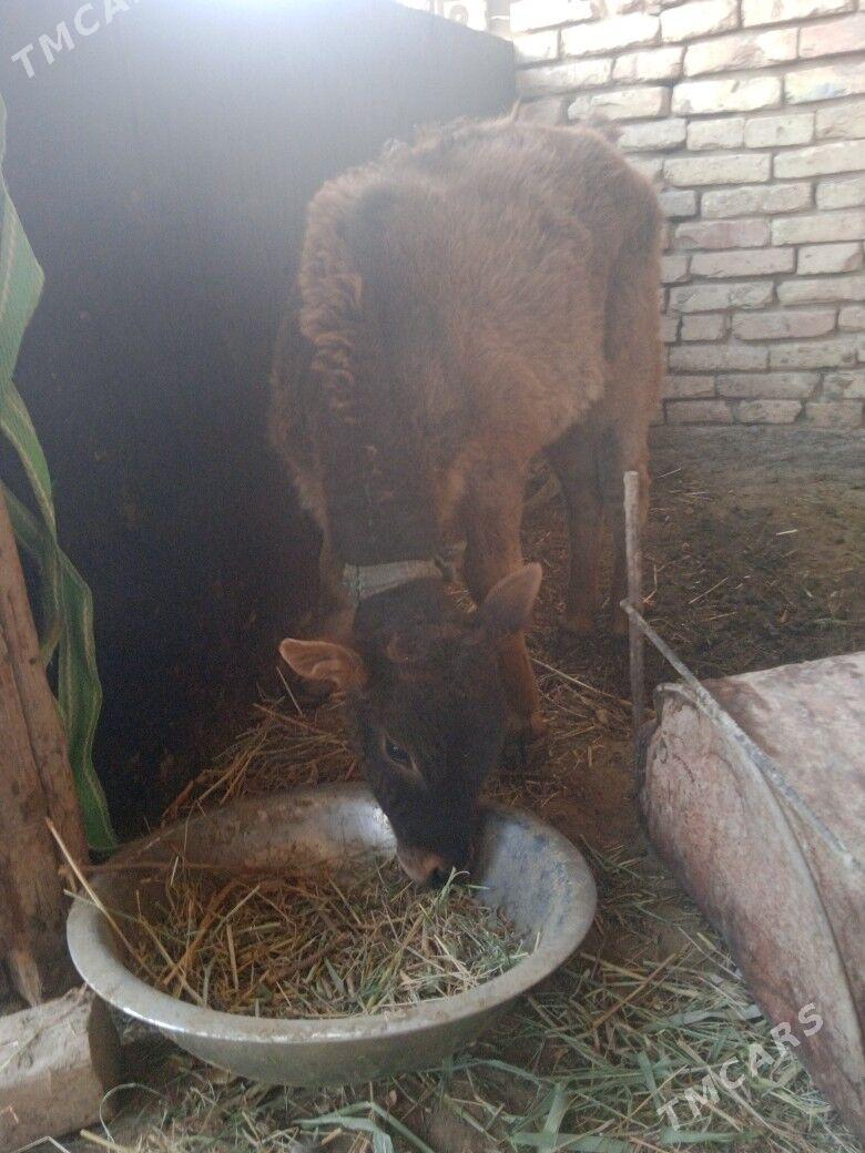 Sygyr goleli - Векильбазар - img 2