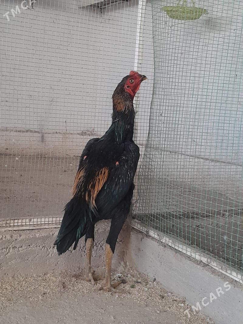 horaz - Мары - img 4