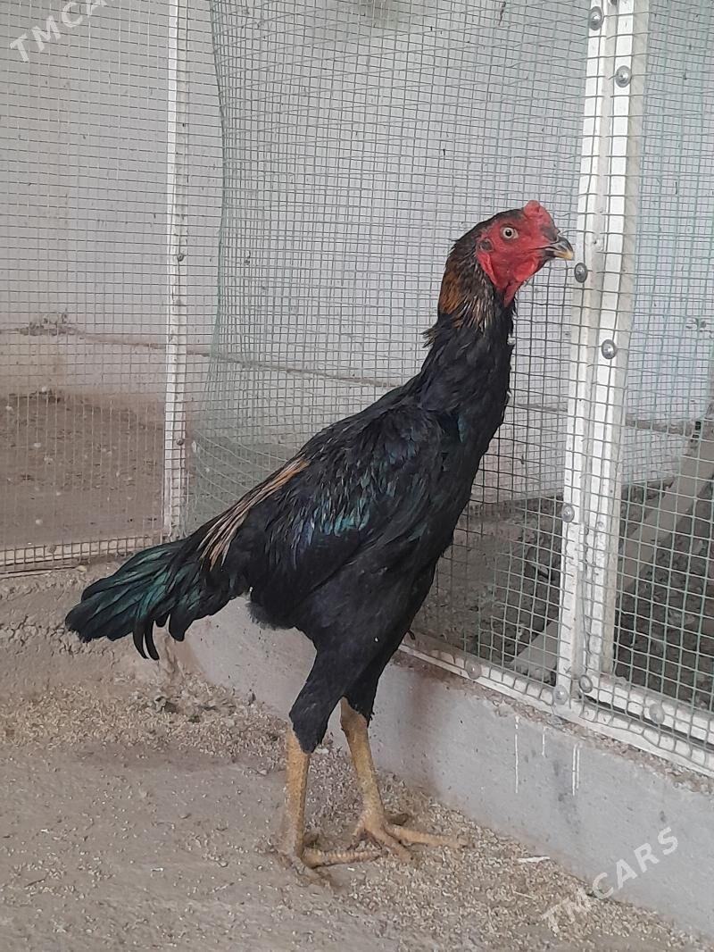 horaz - Мары - img 2