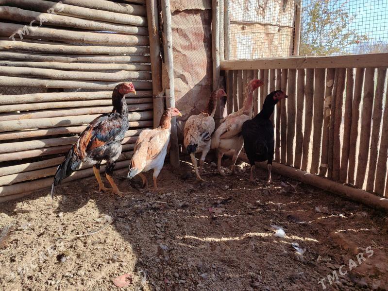 Bayes Towk Horaz - Baýramaly - img 2