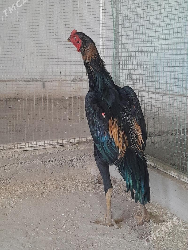 horaz - Мары - img 3