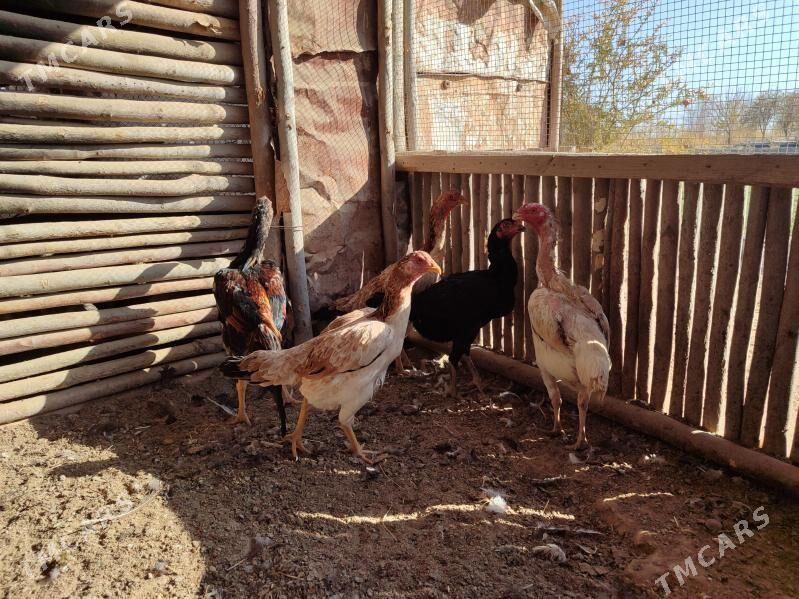 Bayes Towk Horaz - Baýramaly - img 4