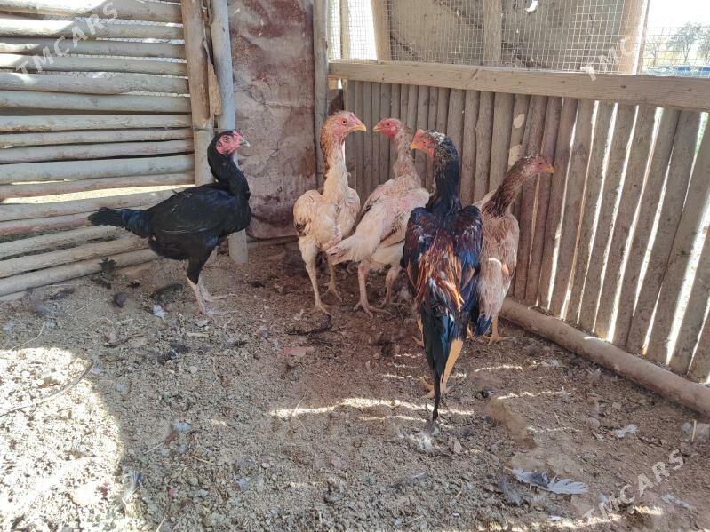 Bayes Towk Horaz - Baýramaly - img 3