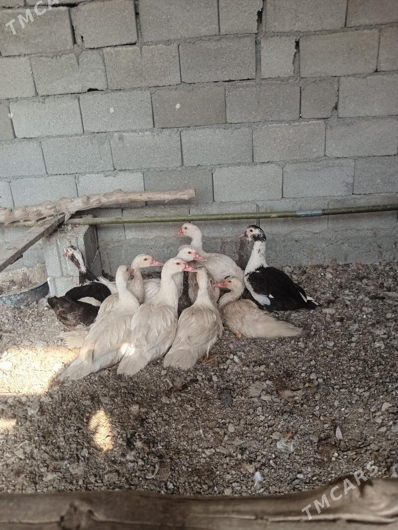 ordek - Gökdepe - img 2