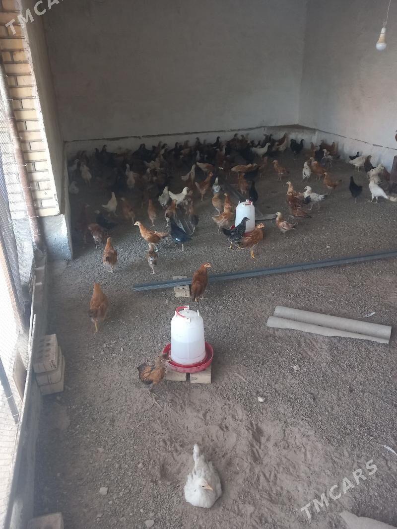 Juje - Сакарчага - img 3