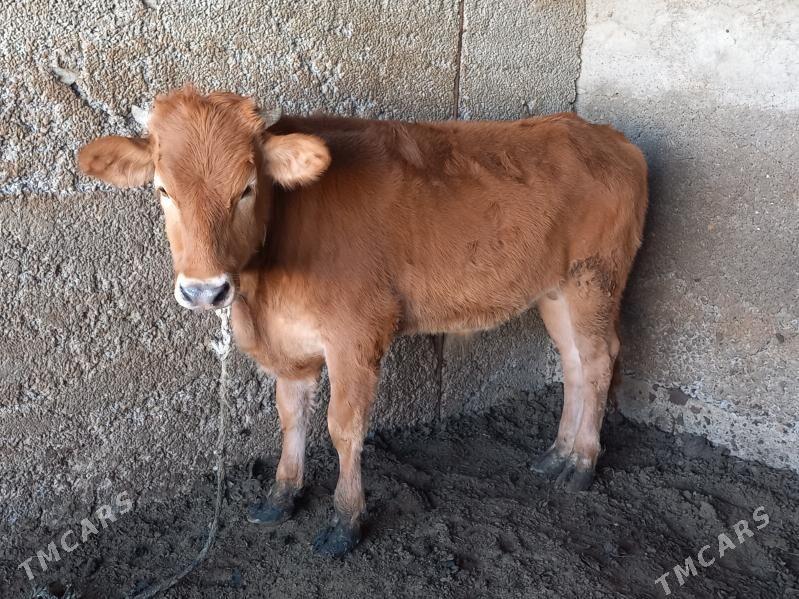 Biçilen okuz - Büzmeýin - img 3