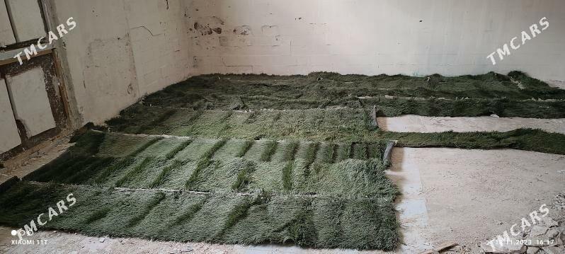 Ŷolka йолка - Карабогаз - img 3