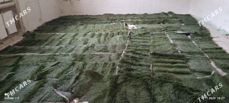 Ŷolka йолка - Карабогаз - img 5