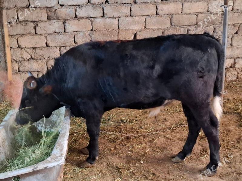 Okuz - Ашхабад - img 2