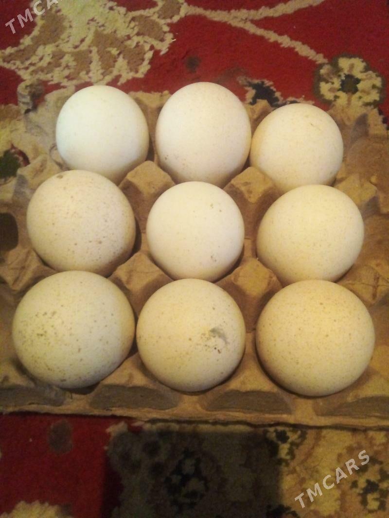 Induk yumurtga - Büzmeýin - img 2