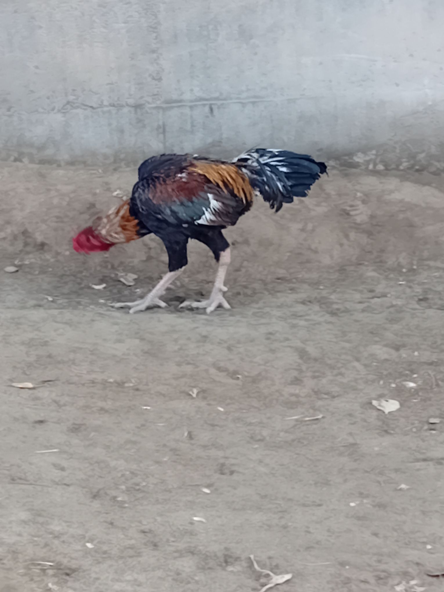 Horaz - Sakar - img 1