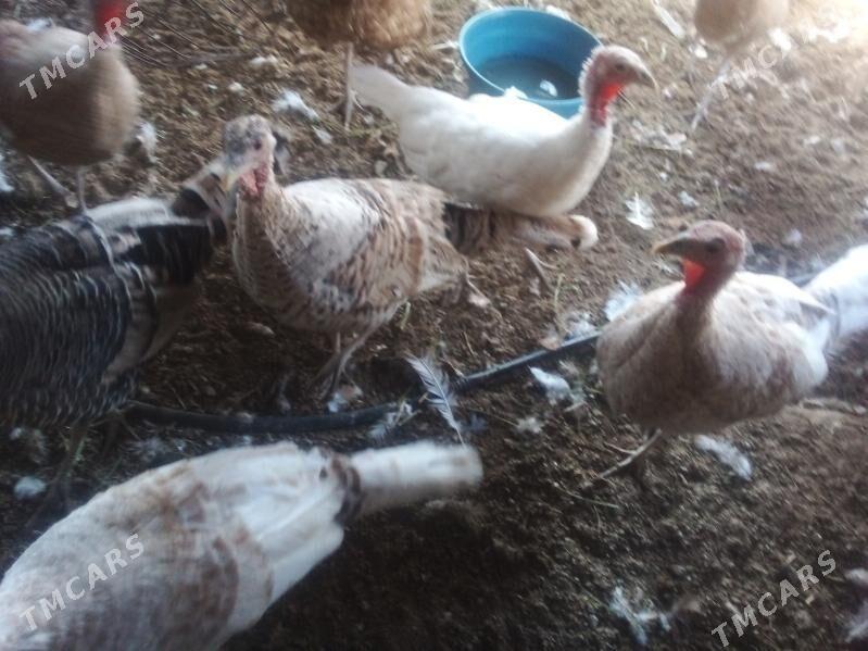 Induk yumurtga - Büzmeýin - img 3