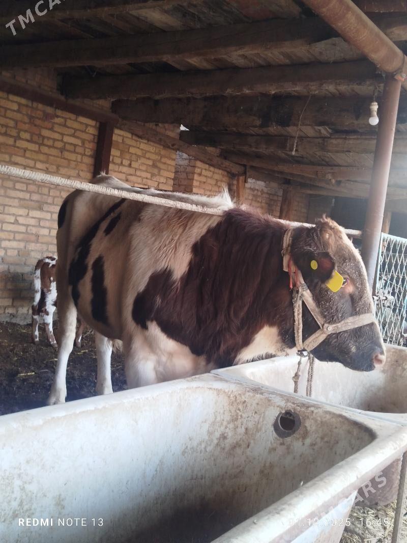 Simental Fleckvieh okuz - Türkmenabat - img 2