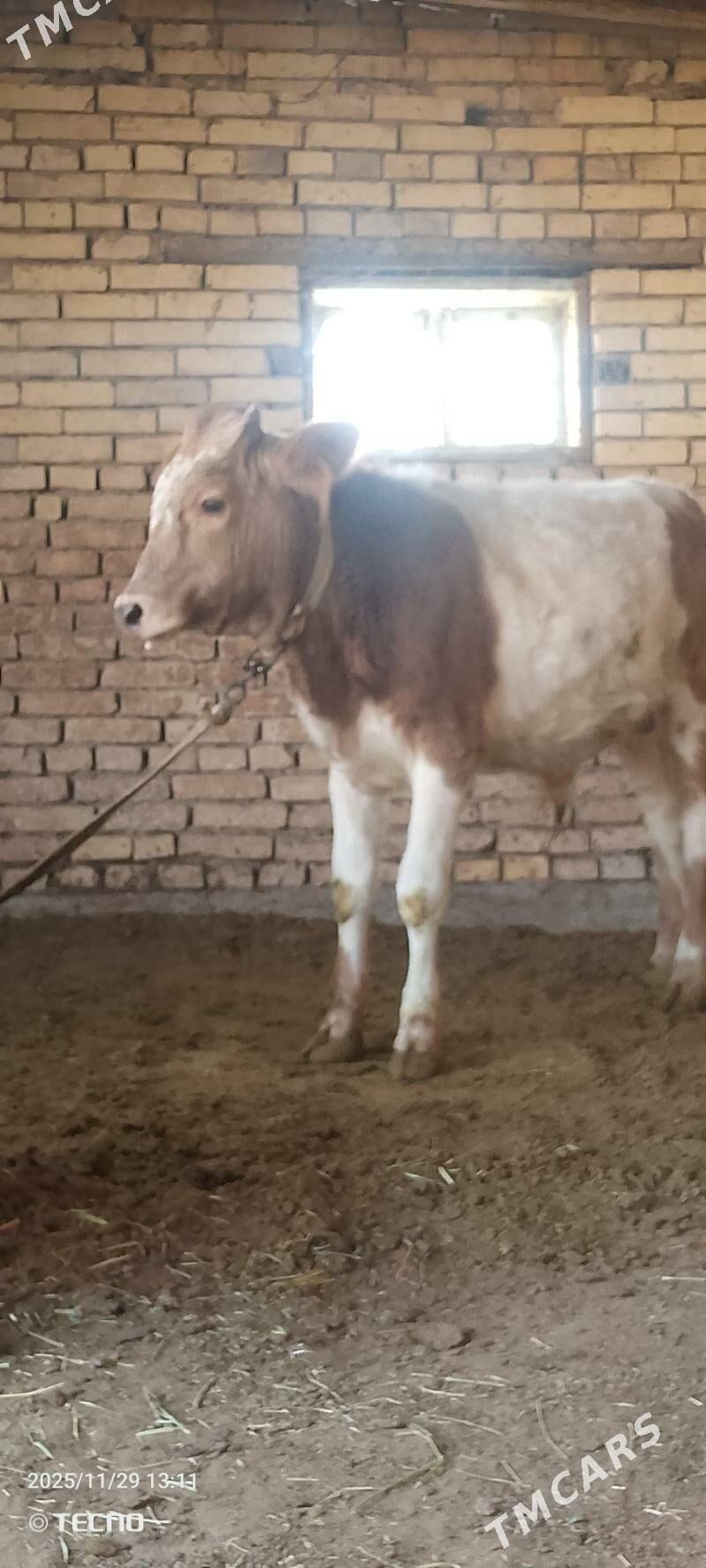 Smental öküz - Мары - img 4