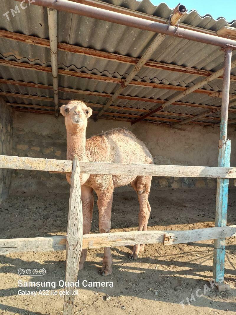 Ogşuk - Bereket - img 3