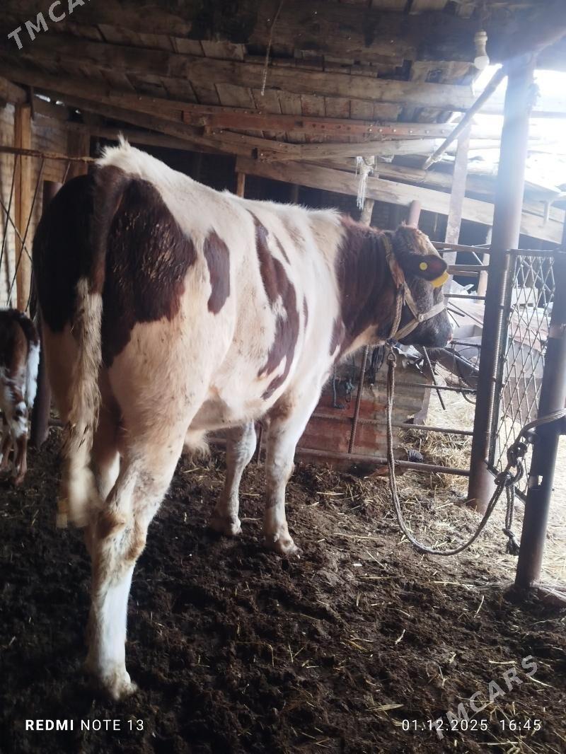 Simental Fleckvieh okuz - Türkmenabat - img 4