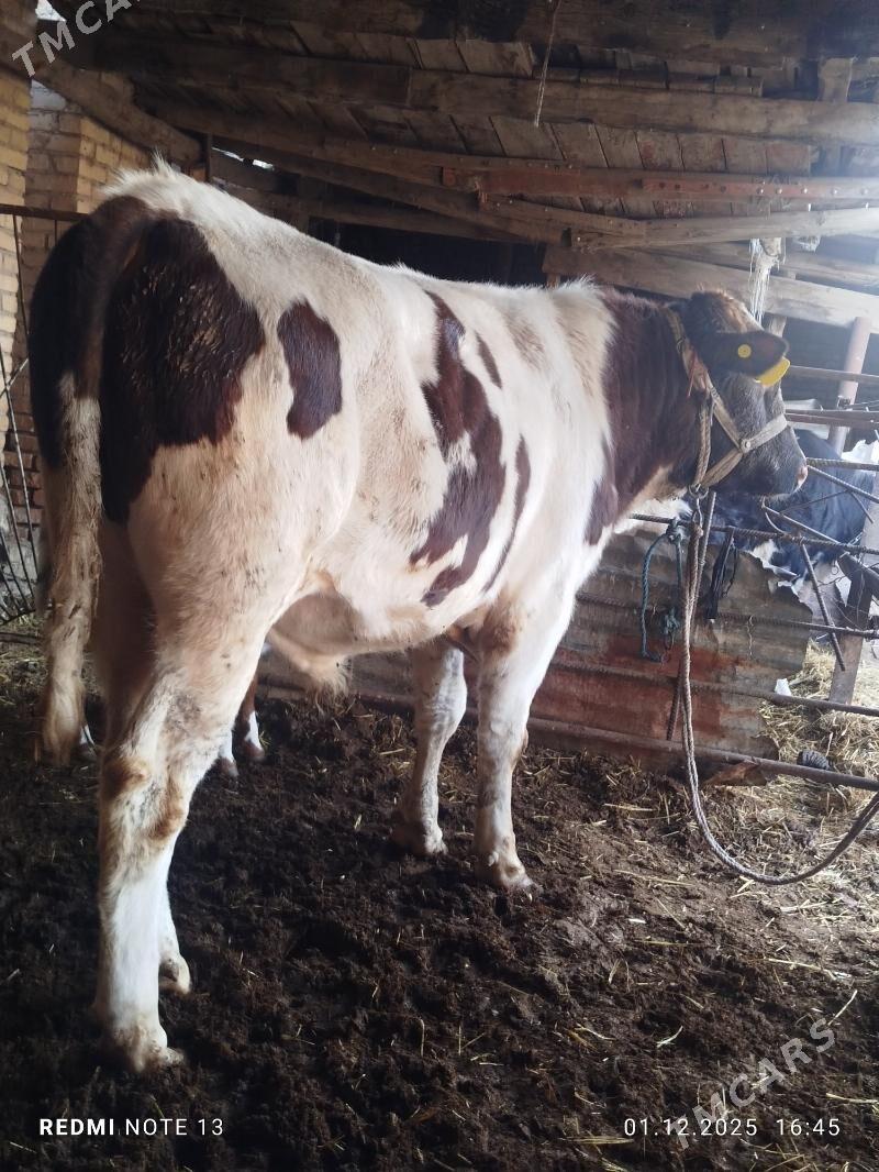 Simental Fleckvieh okuz - Türkmenabat - img 3