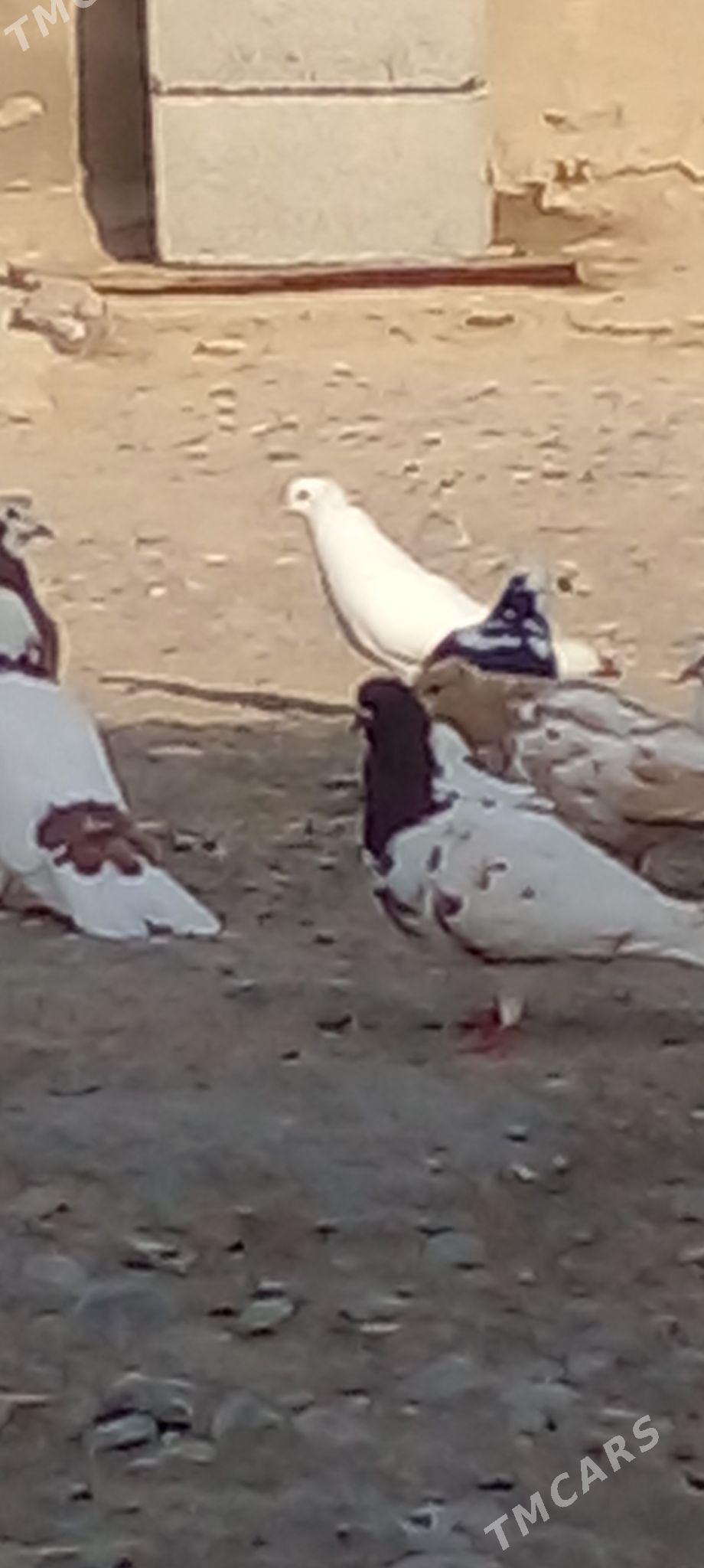 кепдери - Анев - img 2