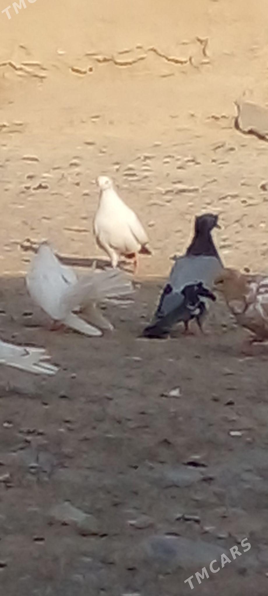 кепдери - Анев - img 3