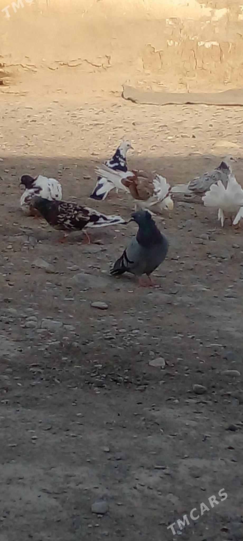 кепдери - Анев - img 4