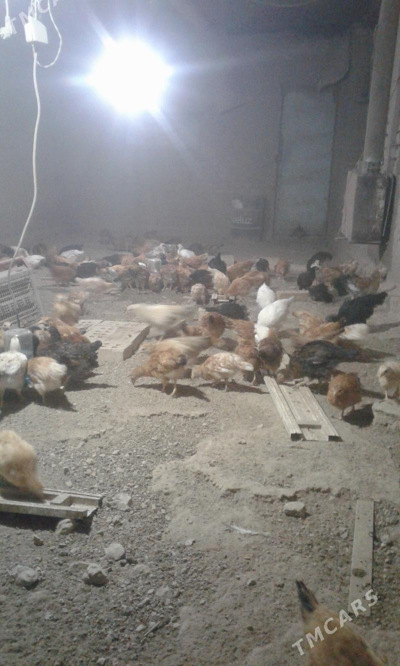 towuk  jüýjeler - Мары - img 3