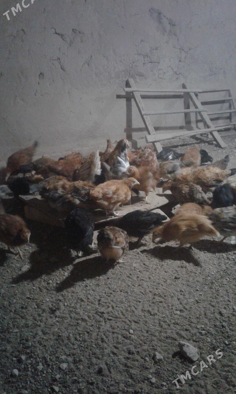 towuk  jüýjeler - Мары - img 2