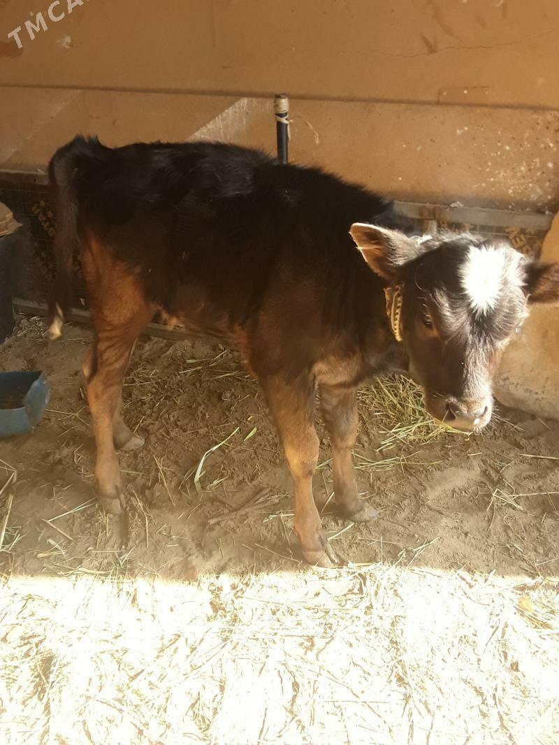 Gölleli  sygyr - Гёкдепе - img 5