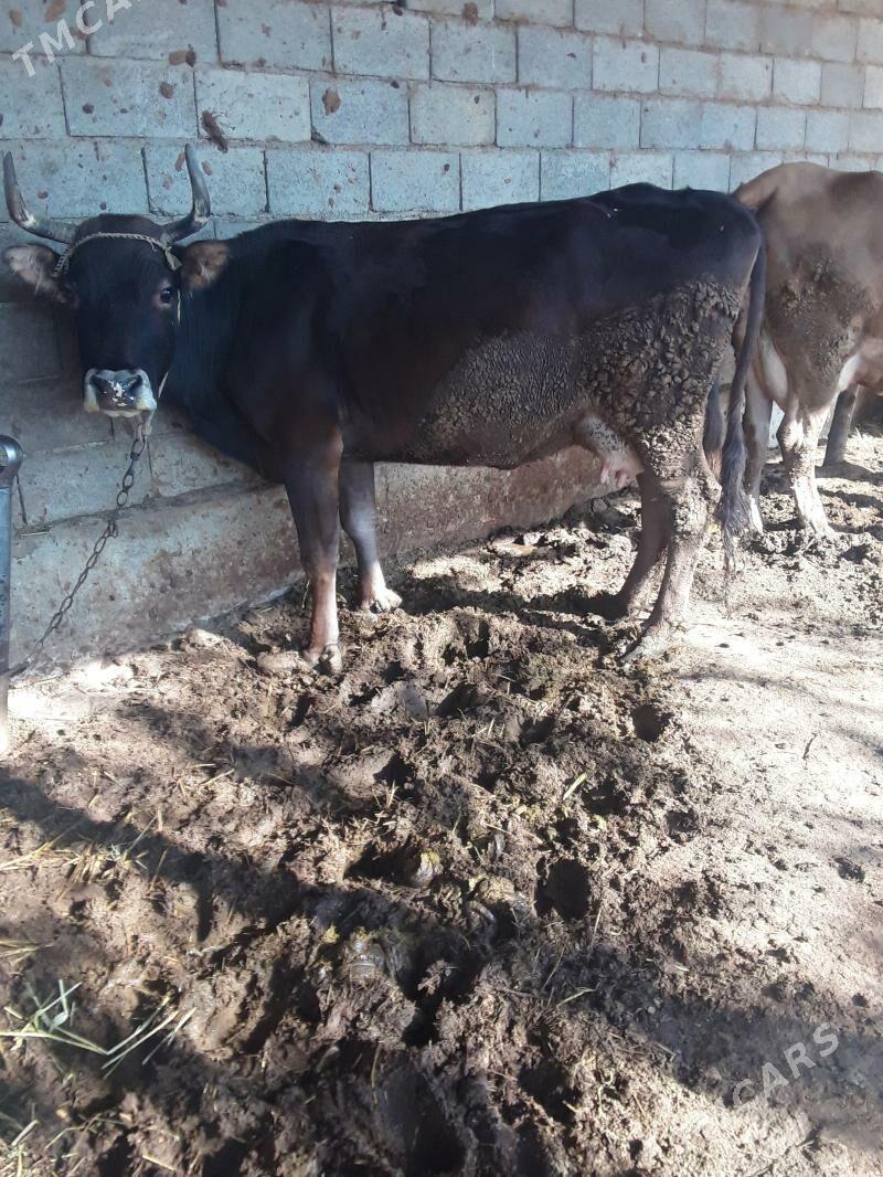 Gölleli  sygyr - Гёкдепе - img 2