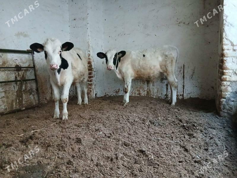 okuzca - Türkmenabat - img 5