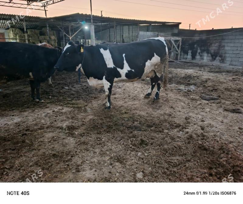 sygyr - Бузмеин - img 4