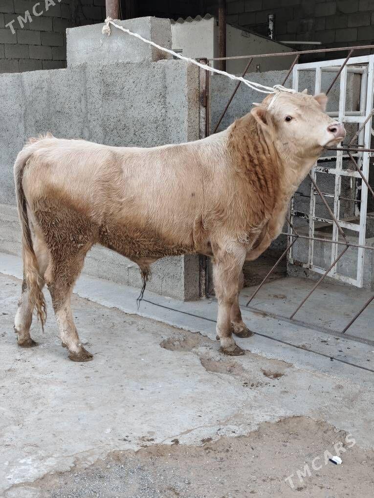 OKZ ŞORLE - Änew - img 6