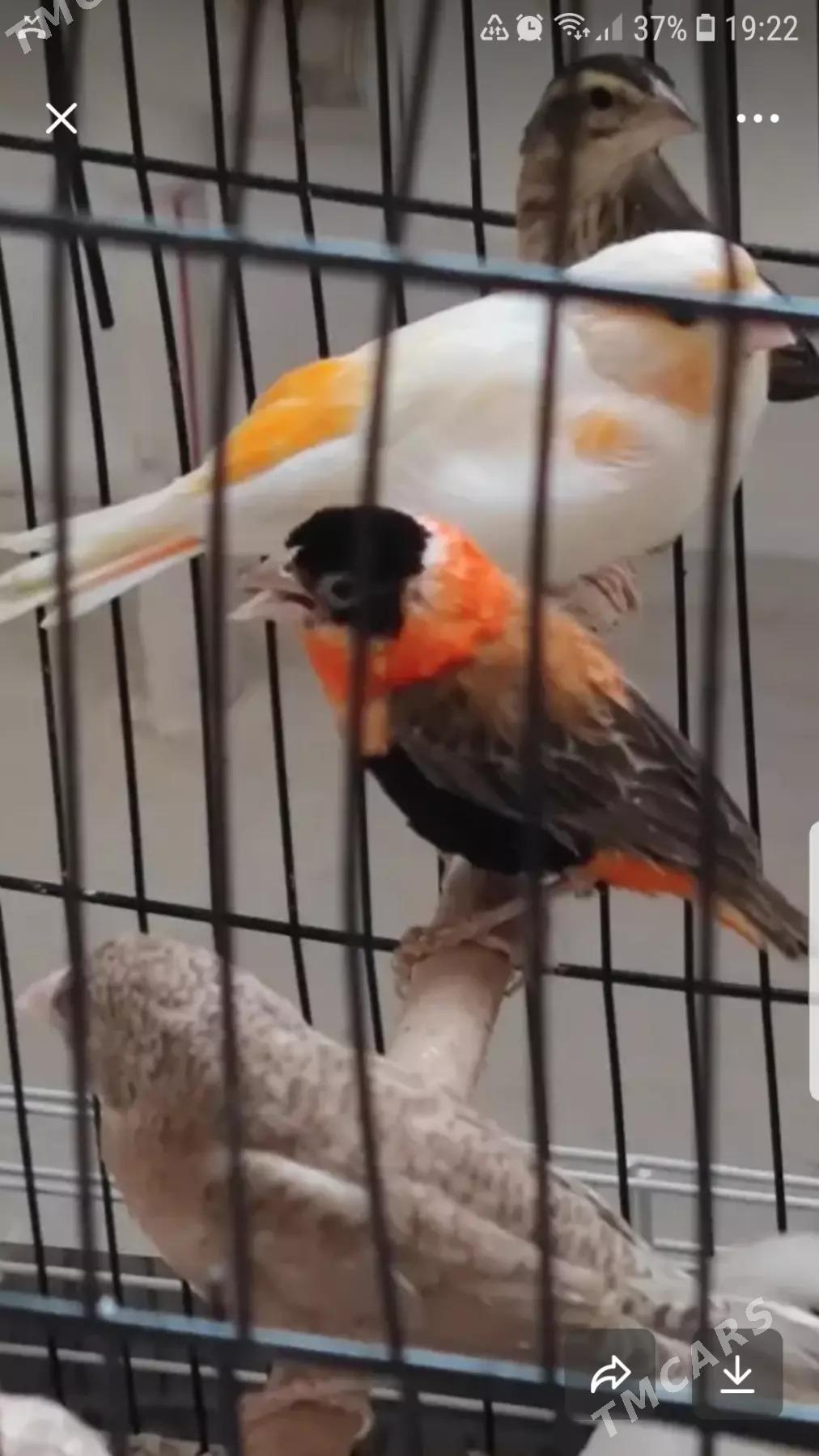 Popugay попугай aleksandriski - Чоганлы - img 5