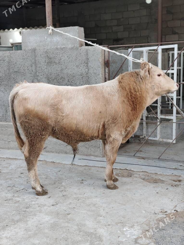 OKZ ŞORLE - Änew - img 5