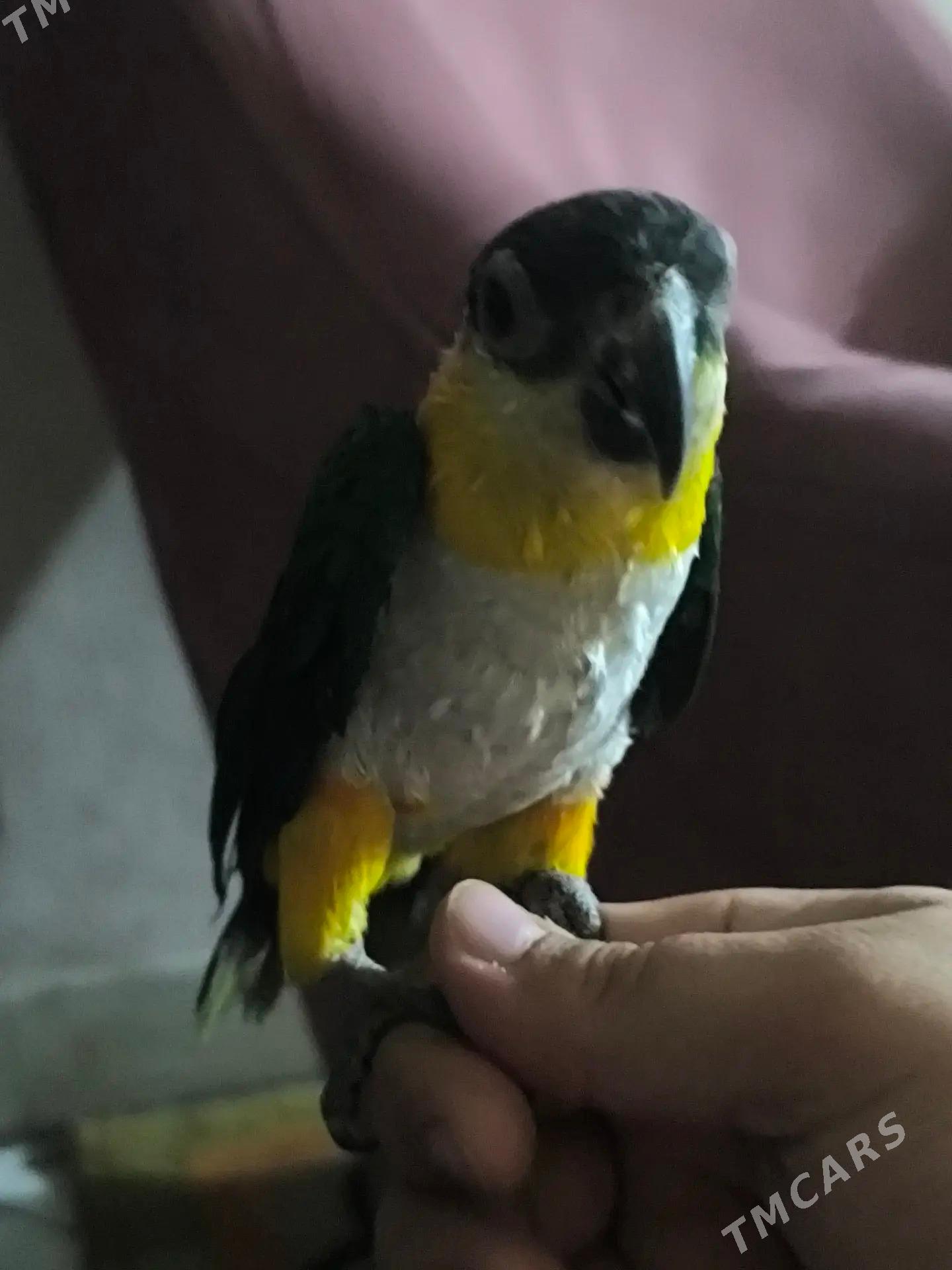 Popugay попугай aleksandriski - Чоганлы - img 10