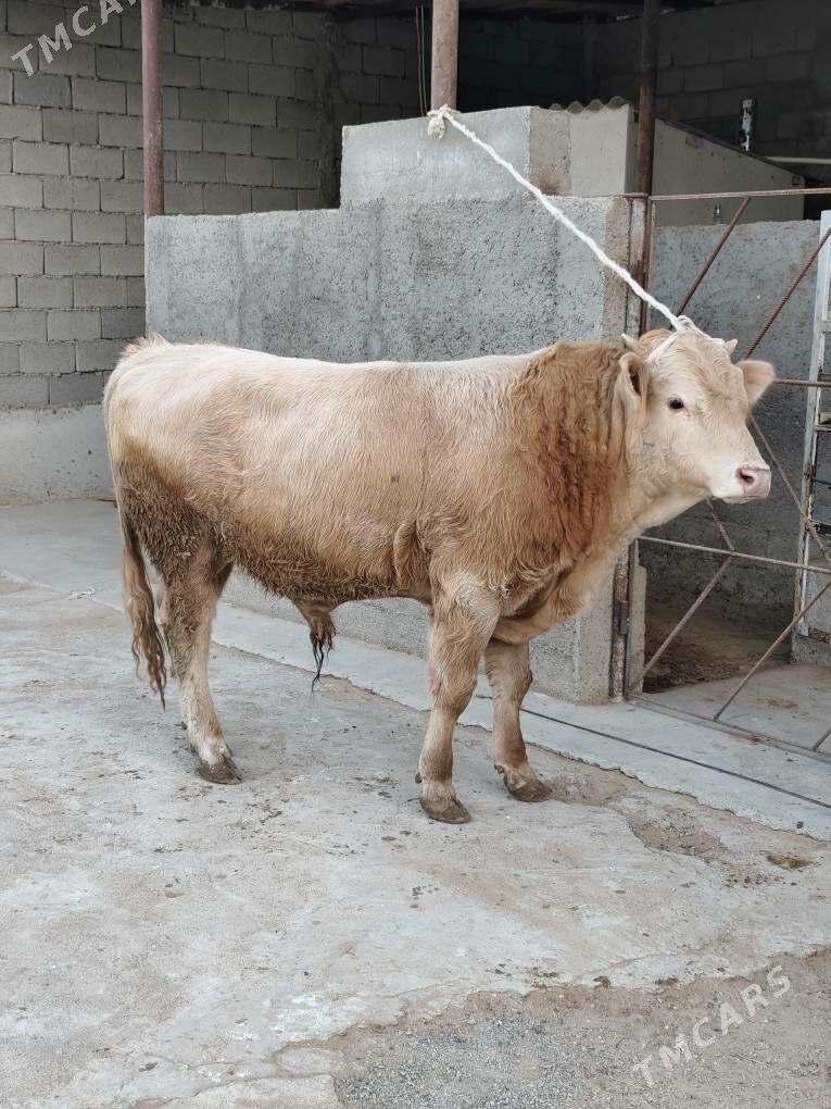 OKZ ŞORLE - Änew - img 3